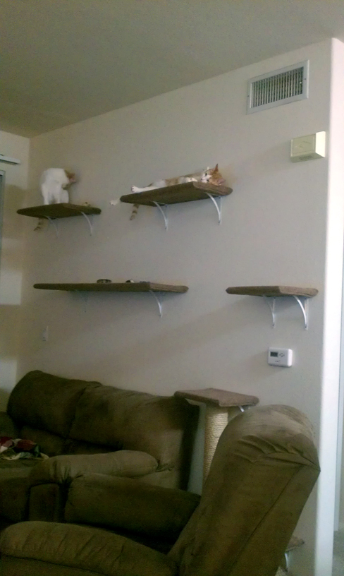 Comfy cat shelves